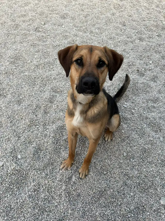 Dogs for Adoption in Dogs & Puppies for Rehoming in Winnipeg - Image 10