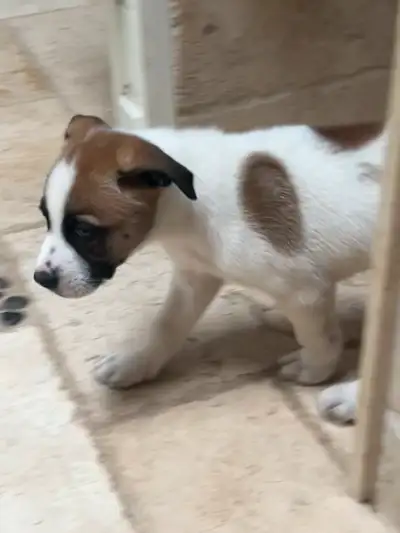 Good Day, Your next best friend and working companion has finally arrived. He’s eight weeks old happ...