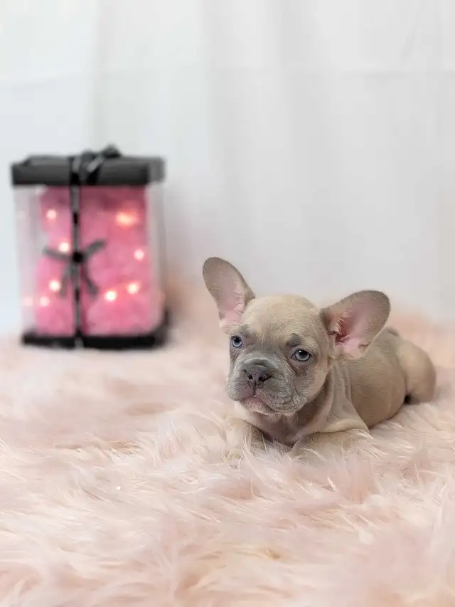 French Bulldogs for sale (fluffy carrier) low shed in Dogs & Puppies for Rehoming in Calgary - Image 10