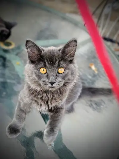 Maine coon mixed. Ready to bring happiness, View more