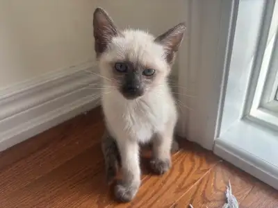 Siamese kittens, View more