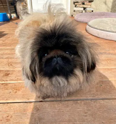 This is Rocky. He is an intact 4 year old, purebred registered Pekingese. He is housetrained and ver...