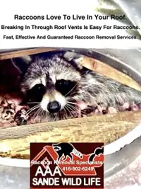 Wildlife Removal Specialist-Raccoon Removal-Squirrel Removal