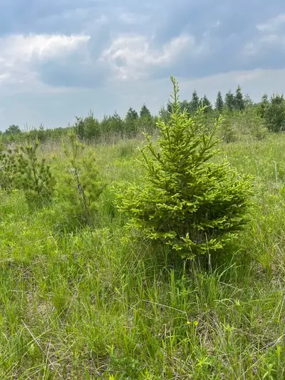 20 Vibrant 6’ spruce trees, View more