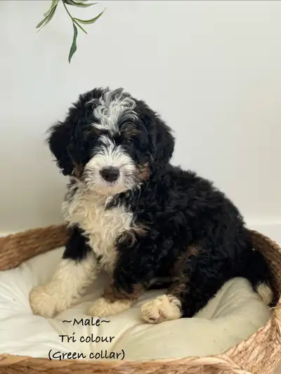 Mini Bernedoodle puppies (READY to go!), View more