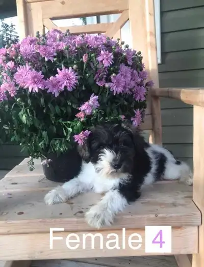 Adorable Miniature Schnauzer, View more