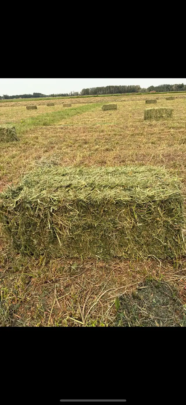 Small square bales alfalfa grass mix | Livestock | Lethbridge | Free ...