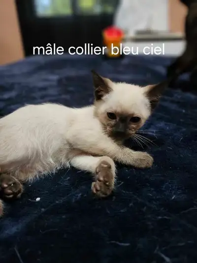 chaton siamois a vendre, View more