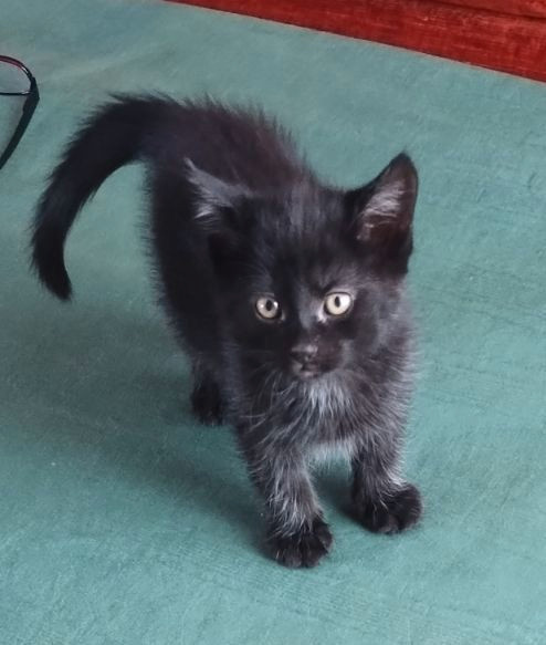 Update:  Mixed ragdoll main cone Tuxedo Calico Domestic in Cats & Kittens for Rehoming in Ottawa - Image 2