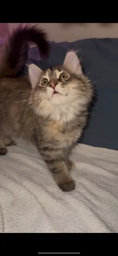 Persian mixed long-haired female kitten, View more