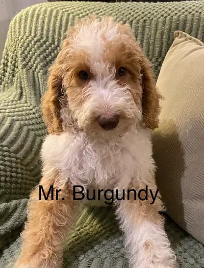STANDARD POODLE PUPPIES-READY NOW-Only 4 left!, View more