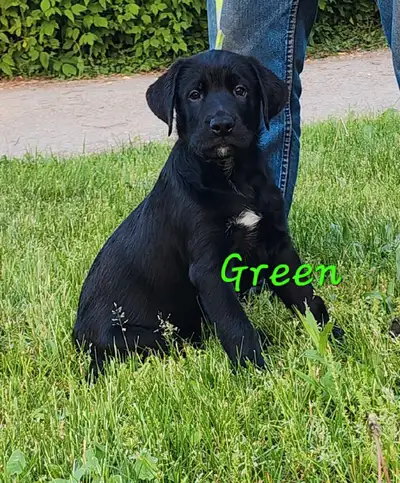Meet Green! Adorable Male Pup Looking for His Forever Home! Lab x rottweiler mix Green is a playful,...