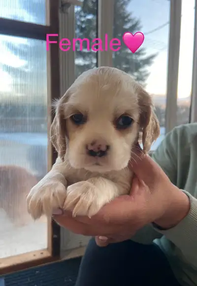 My sweet Mia had 9 beautiful puppies! Born on February 18/25 they will be looking for their forever...