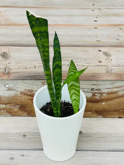 SANSEVIERIA / SNAKE PLANTS IN A WHITE CERAMIC POT, View more