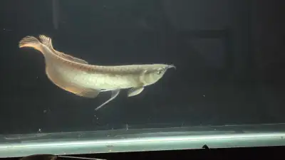 silver arowana, View more