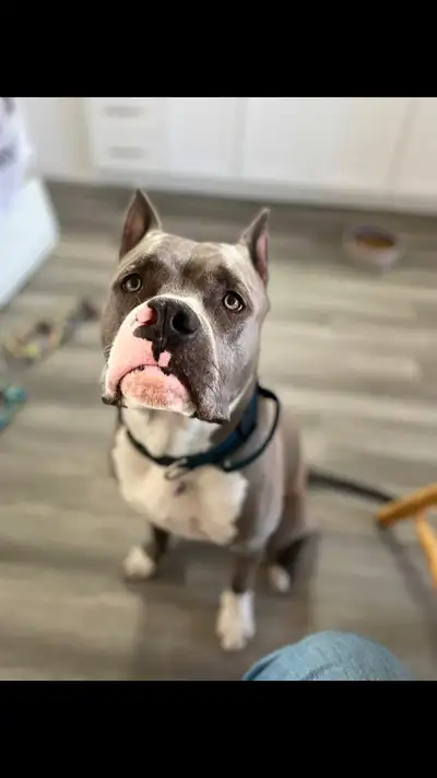 Bonjour voici Snow chien agé de 11mois snow est dominant avec les male sa varie mes adore les femell...