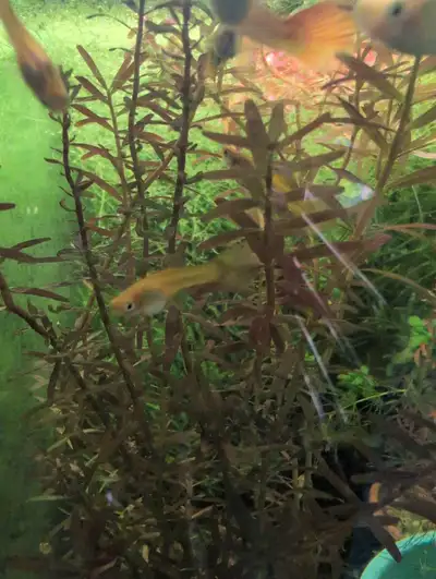 Rotala Aquarium Plant , View more