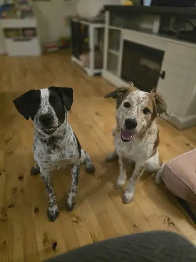 Heeler Cross Puppies, View more