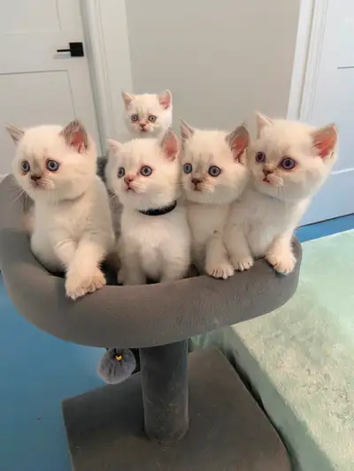 Exclusive Scottish kittens, View more