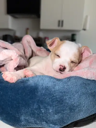 Female Ghost Merle Chihuahua Puppy Available , View more