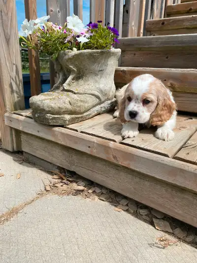 Cocker Spaniel male puppy, View more