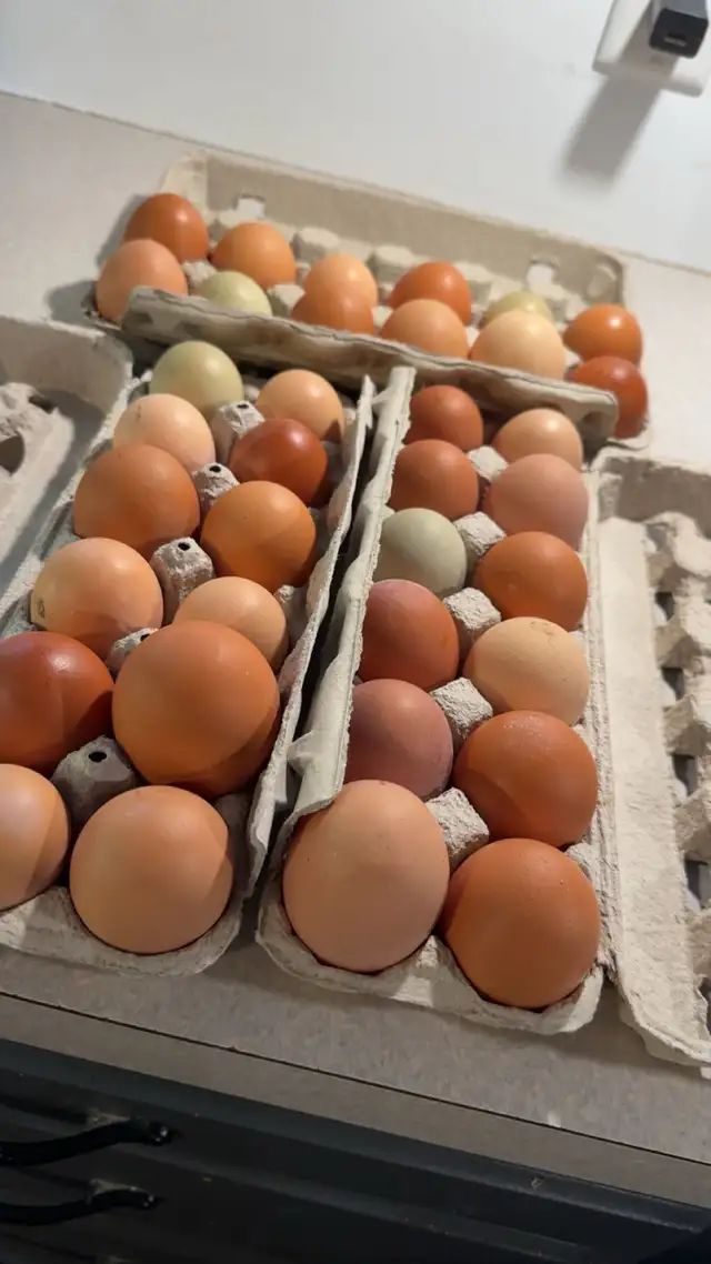 Chicken and duck eggs in Livestock in Victoria - Image 2