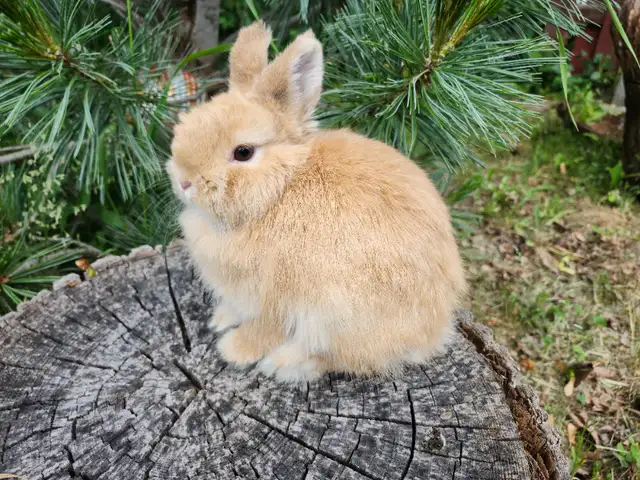 EXTRAODINAIRES bébé lapin nain néerlandais * Netherland dwarf bu in Small Animals for Rehoming in City of Montréal - Image 11