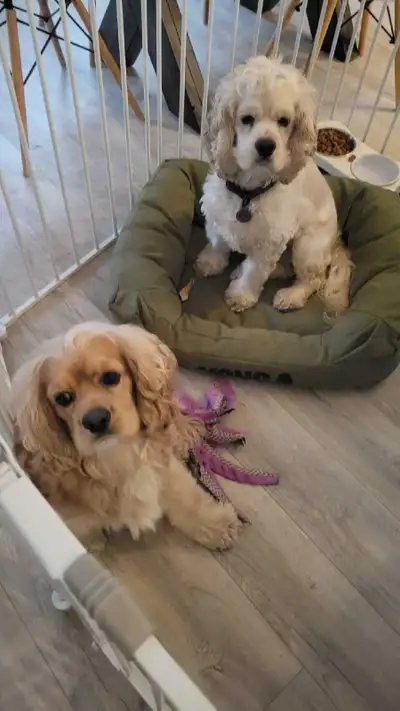 cocker spaniel puppies summer, View more