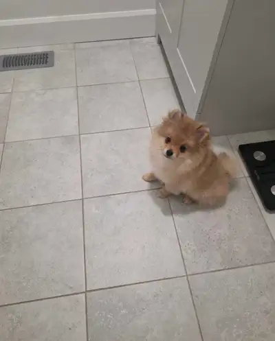 Purebred Pomeranian, View more