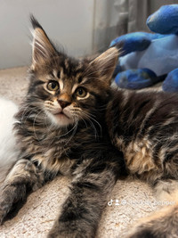 Purebred Maine Coon Kittens- Ready Now!