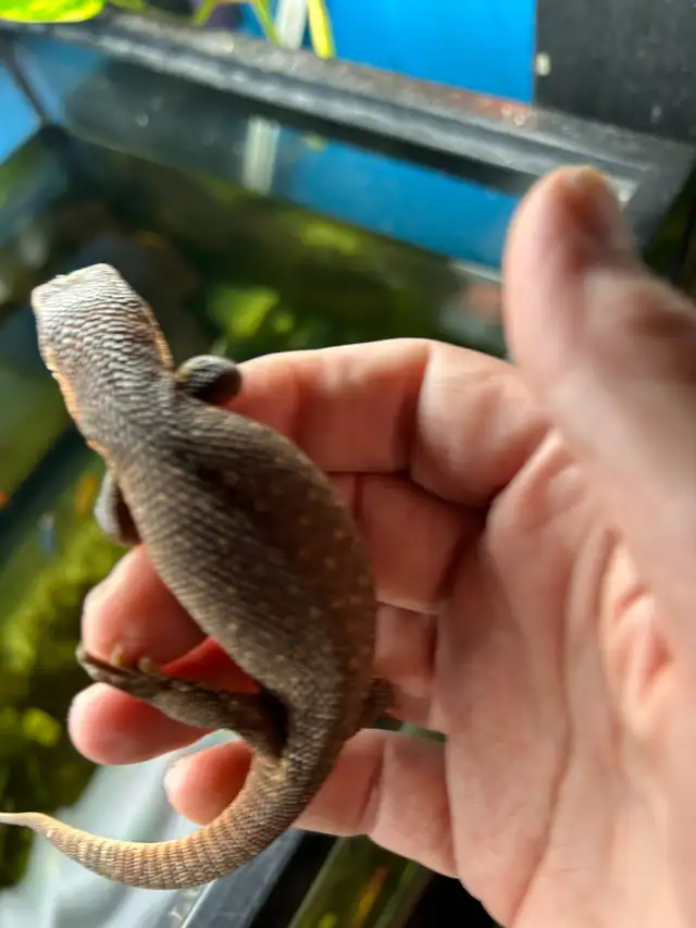 COOL NILE, MANGROVE AND SAVANNAH MONITORS in Reptiles & Amphibians for Rehoming in North Bay - Image 5