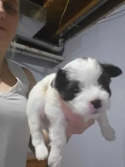 Puppies for Sale, View more