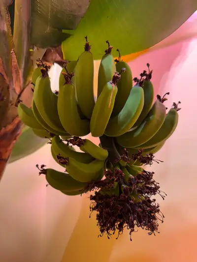 Various Dwarf Cavendish Banana plants, View more
