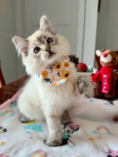 CHATON FEMELLE SIBÉRIENNE POIL LONG!! (RÉVOLUTION & KI, View more