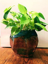 Green Pothos With Pot