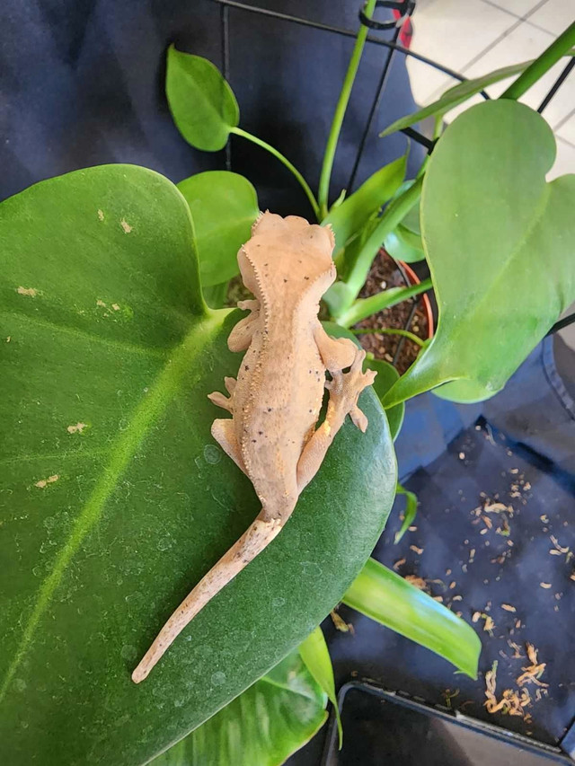 Crested gecko in Reptiles & Amphibians for Rehoming in Delta/Surrey/Langley - Image 2