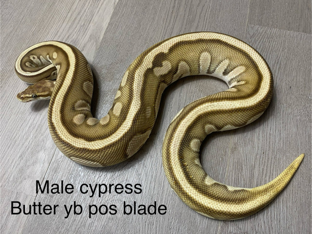 Male cypress butter blade yb in Reptiles & Amphibians for Rehoming in St. Albert