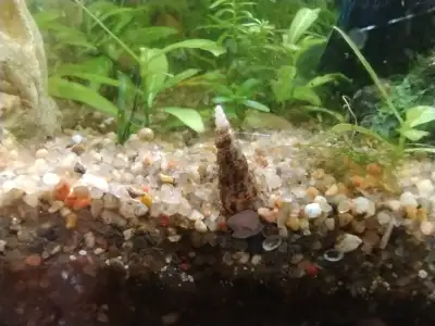 Malaysian Trumpet Snails, View more