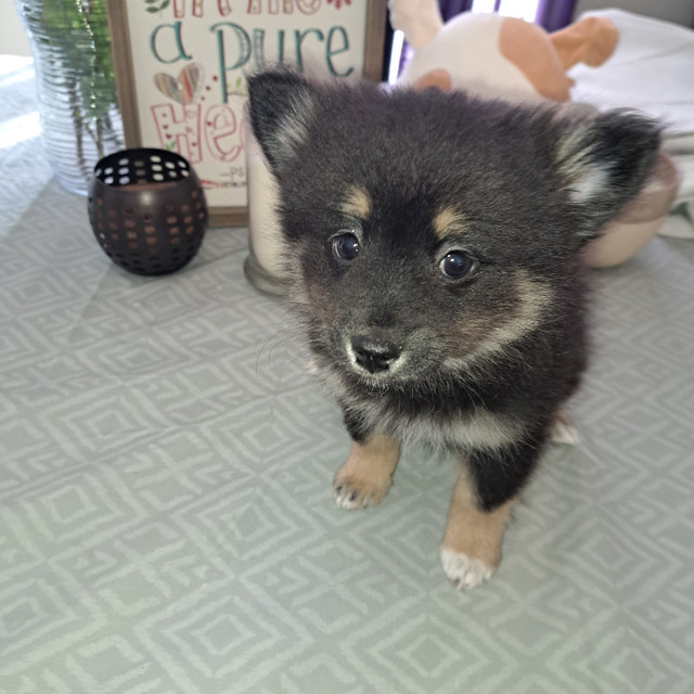 2 Pomeranian boys in Dogs & Puppies for Rehoming in North Bay - Image 3