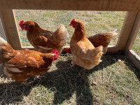 Pastured raised laying Hens for Sale 