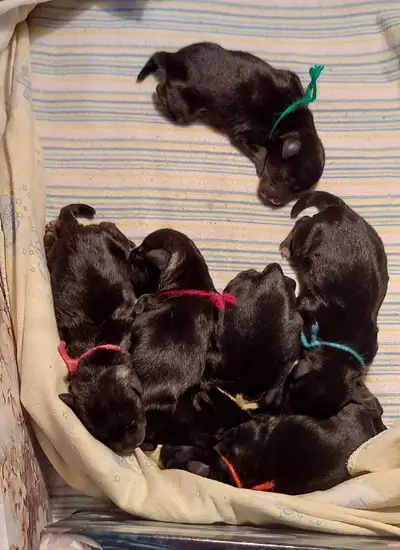 Miniature schnauzer puppies, View more