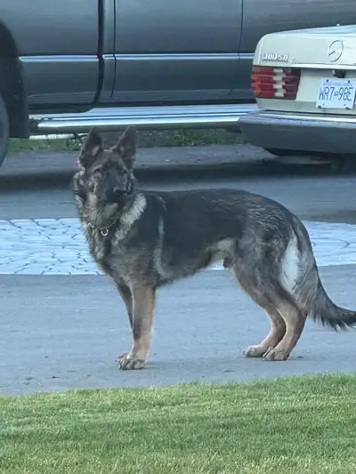 German Shepard , View more