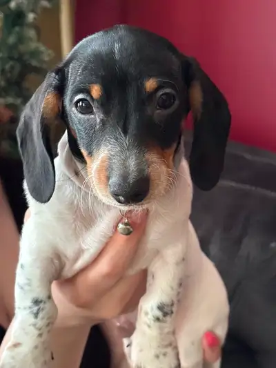 Puppies dachshund, View more