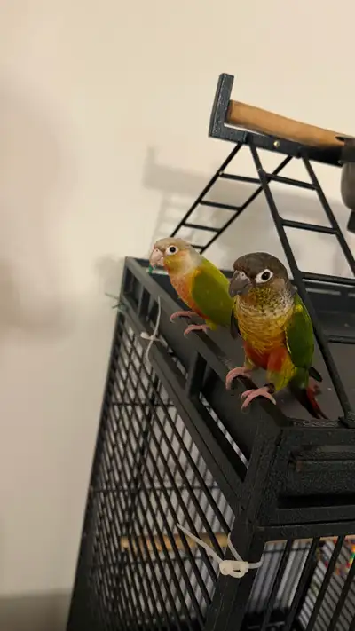 Green-Cheeked Conure Pair with Cage, View more
