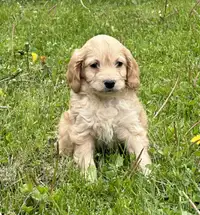 Cockapoo Puppies - Ready To Go Home