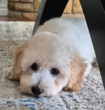 Beautiful male  bichonpoo, View more