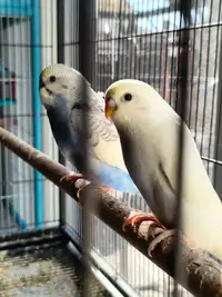 Two baby budgies