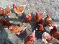 15 Young Red sexlink hens only 8 months old laying daily