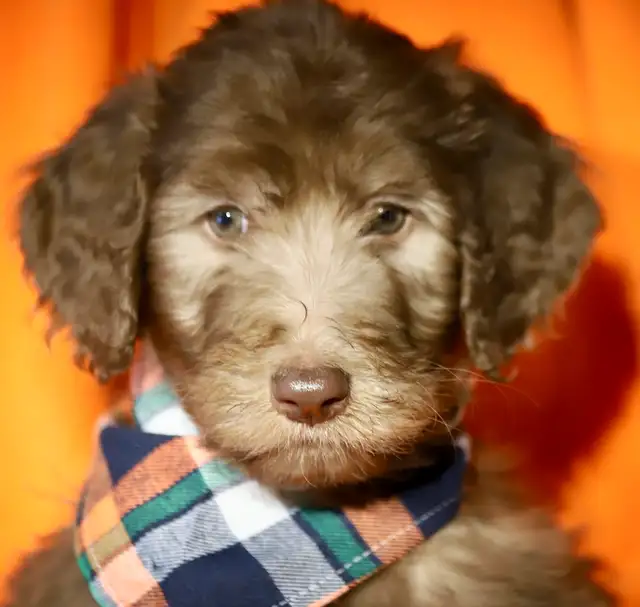 5 RARES DOODLES, BORDOODLES,  BORDOODLES   CHIOTS-PUPPIES in Dogs & Puppies for Rehoming in Laurentides - Image 10
