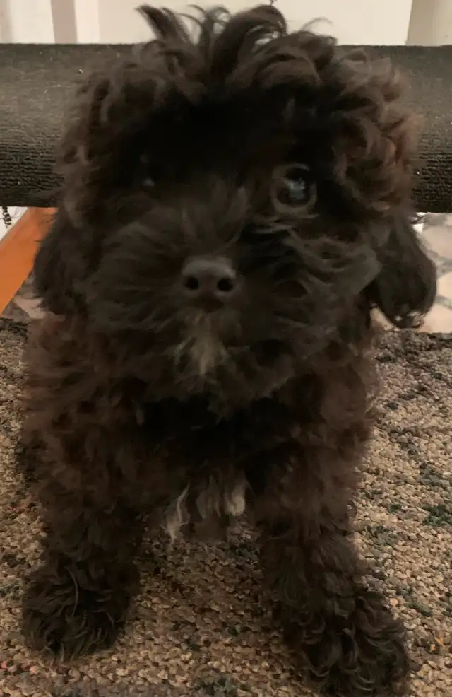 Female Poodle Cross in Dogs & Puppies for Rehoming in Oshawa / Durham Region - Image 4